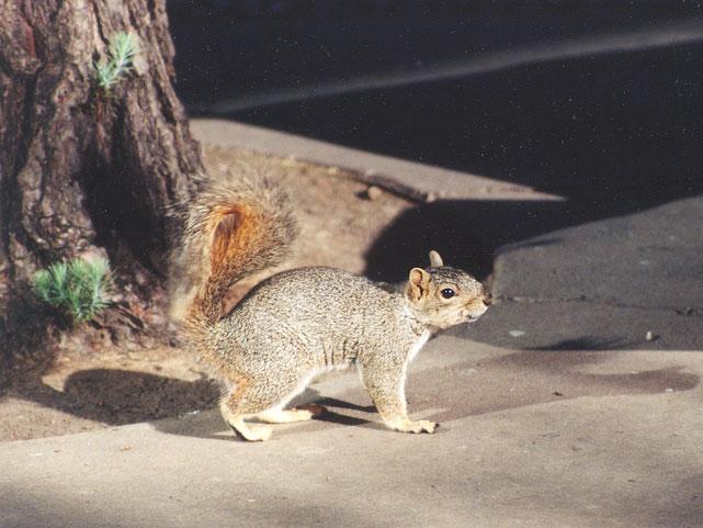 september13-Fox Squirrel-by Gregg Elovich.jpg