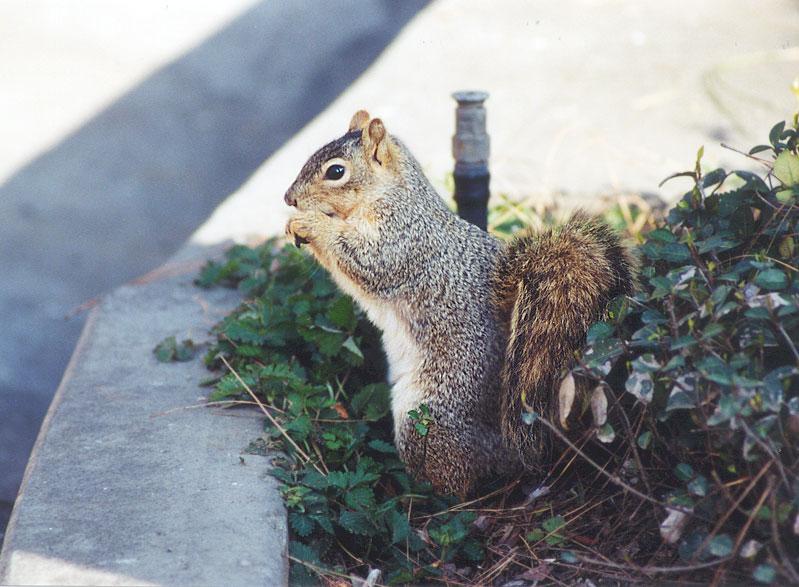 skwerl01-Western Grey Squirrel-by Gregg Elovich.jpg