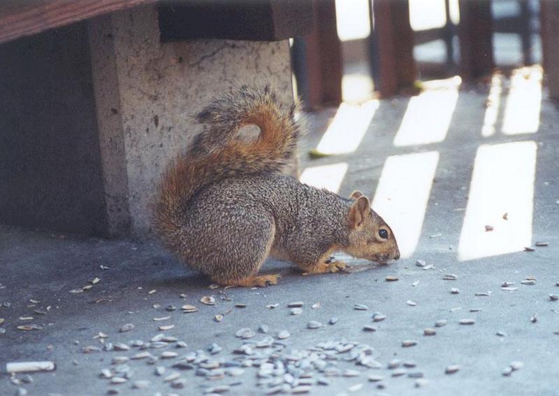 skwerl05-Western Grey Squirrel-by Gregg Elovich.jpg