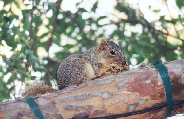skwerl08-Western Grey Squirrel-by Gregg Elovich.jpg