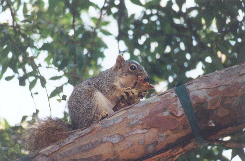skwerl09-Western Grey Squirrel-by Gregg Elovich.jpg