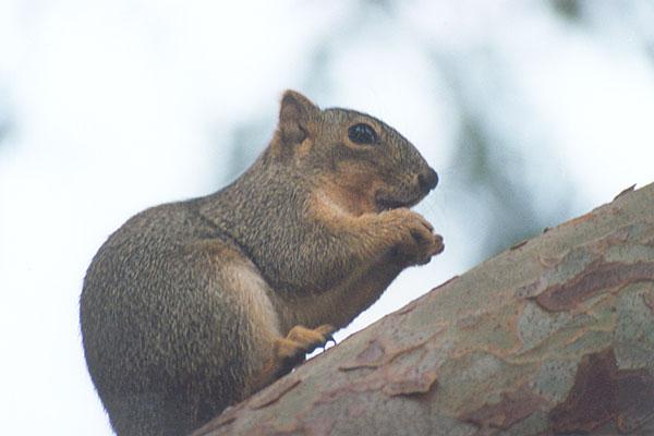 skwerl11-Western Grey Squirrel-by Gregg Elovich.jpg