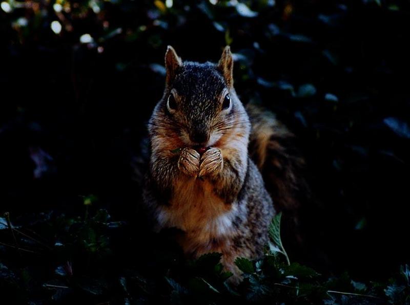 skwerl12-Western Grey Squirrel-by Gregg Elovich.jpg