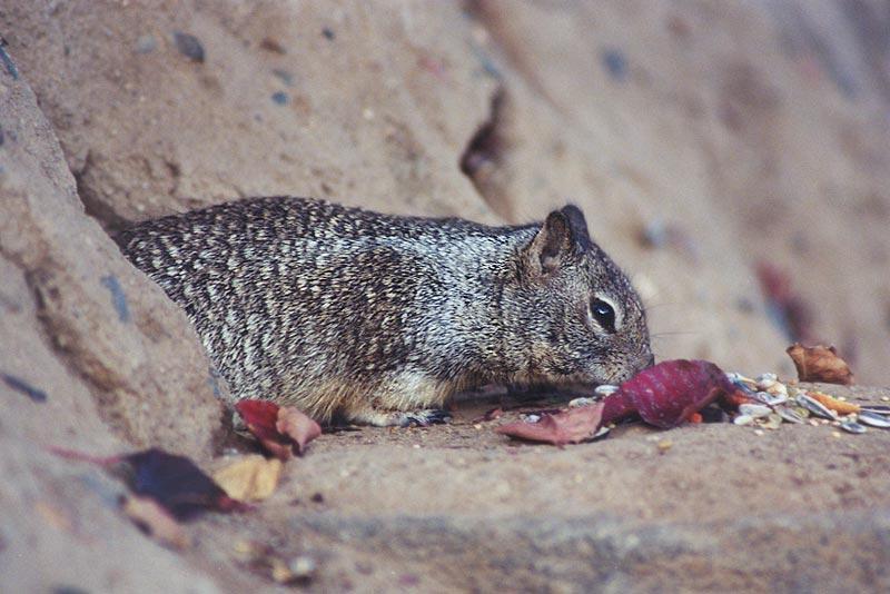 skwerl38-California Ground Squirrels-by Gregg Elovich.jpg
