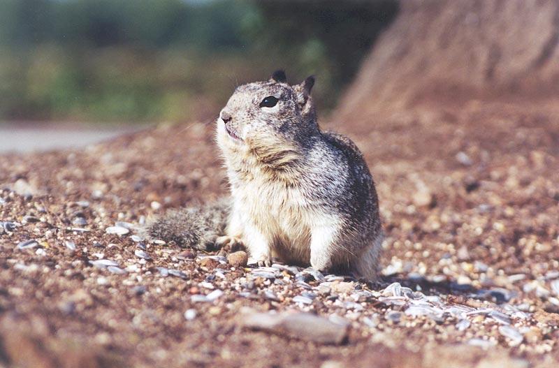 skwerl39-California Ground Squirrels-by Gregg Elovich.jpg