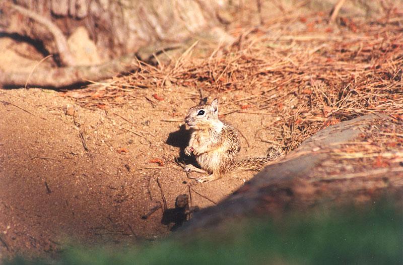 skwerl40-California Ground Squirrels-by Gregg Elovich.jpg