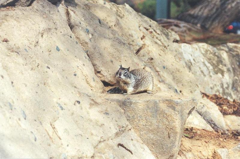 skwerl41-California Ground Squirrels-by Gregg Elovich.jpg