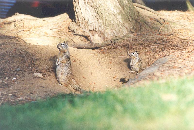 skwerl42-California Ground Squirrels-by Gregg Elovich.jpg