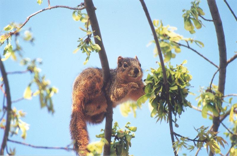 skwerl43-Fox Squirrels-by Gregg Elovich.jpg