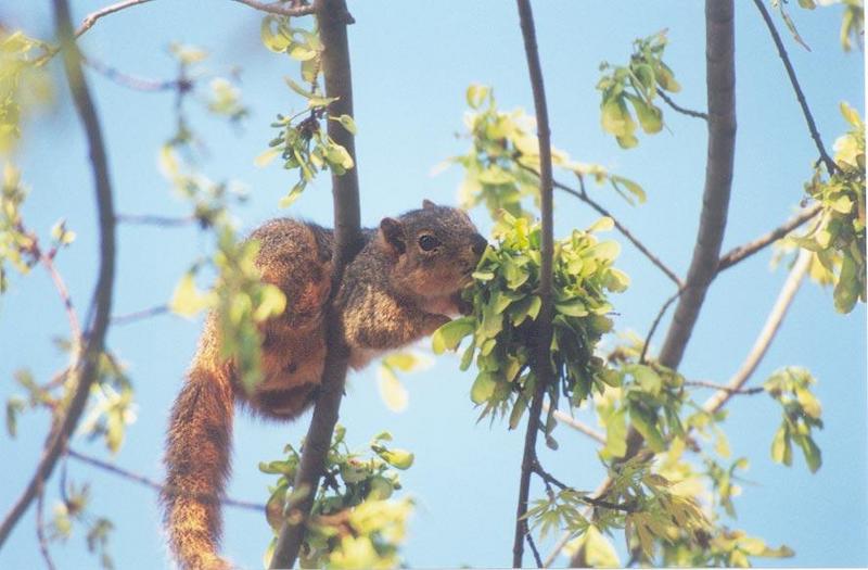 skwerl45-Fox Squirrels-by Gregg Elovich.jpg