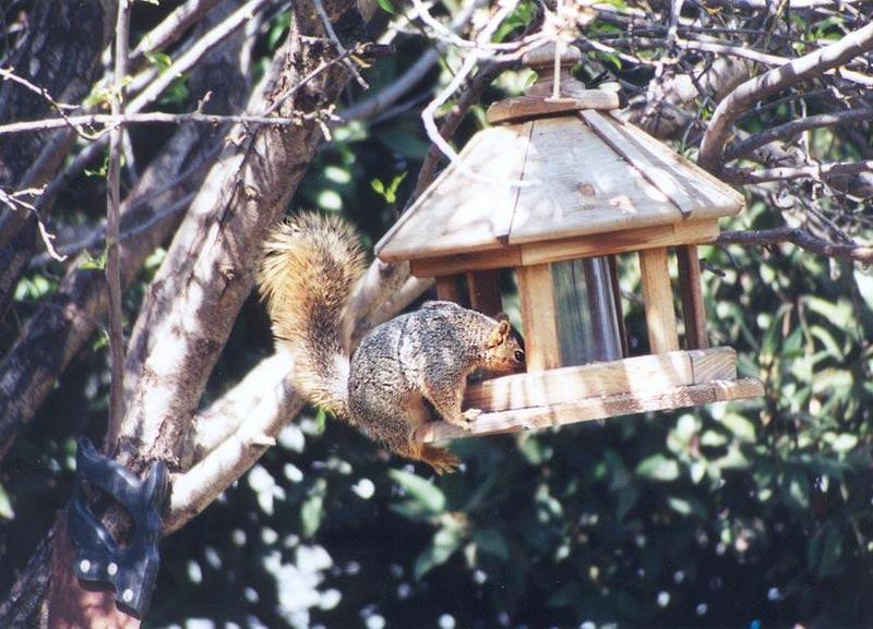 skwerl47-Fox Squirrels-by Gregg Elovich.jpg