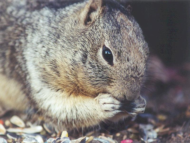 skwerl50-California Ground Squirrel-by Gregg Elovich.jpg