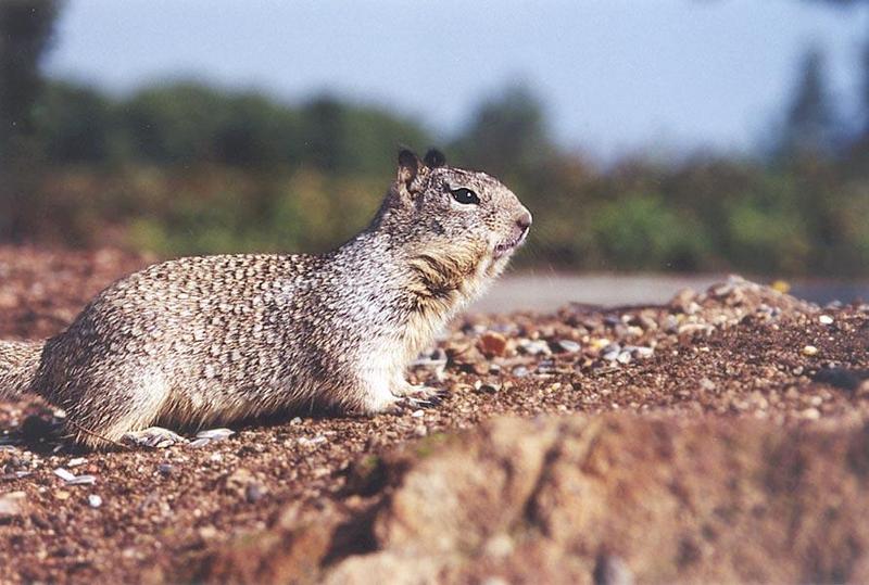 skwerl51-California Ground Squirrel-by Gregg Elovich.jpg