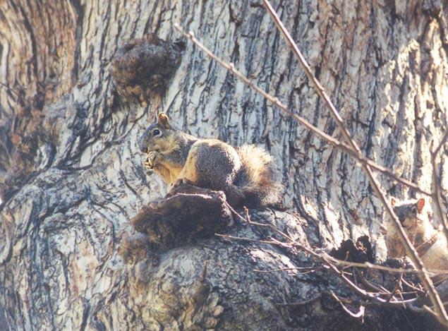 skwerl54-Fox Squirrel-by Gregg Elovich.jpg