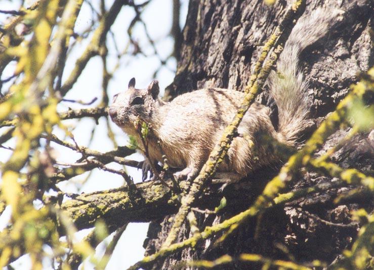 skwerl55-California Ground Squirrel-by Gregg Elovich.jpg