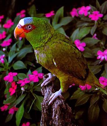 spectacled-or-White-fronted Amazon Parrot-by Lara deVries.jpg