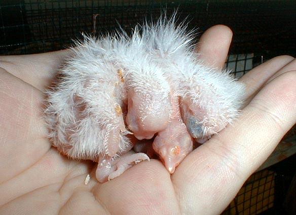 tls3d602n3-Cockatiel-newborn on hand-by Lara deVries.jpg