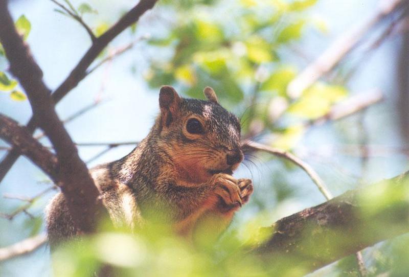 tree05-Western Grey Squirrel-by Gregg Elovich.jpg