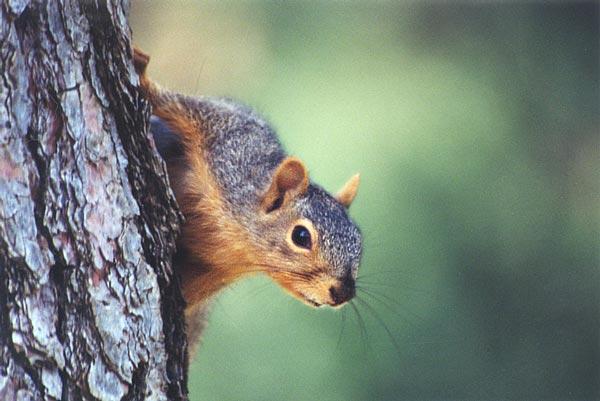 tree1-Western Grey Squirrel-by Gregg Elovich.jpg