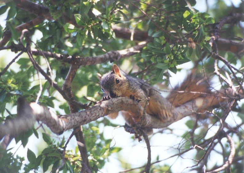 tree3-Western Grey Squirrel-by Gregg Elovich.jpg