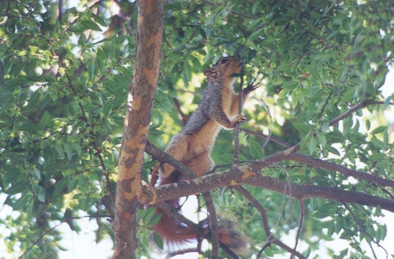 tree4-Western Grey Squirrel-by Gregg Elovich.jpg