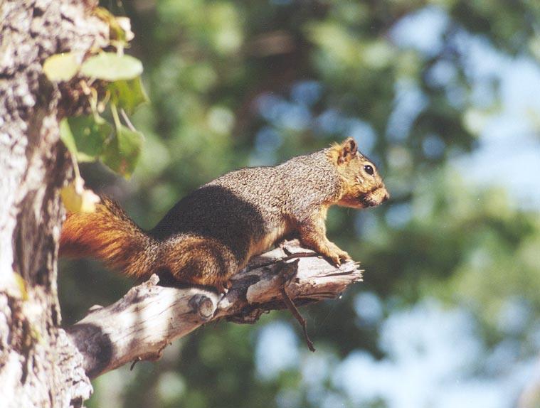 treeskwerl2-Western Grey Squirrel-by Gregg Elogvich.jpg