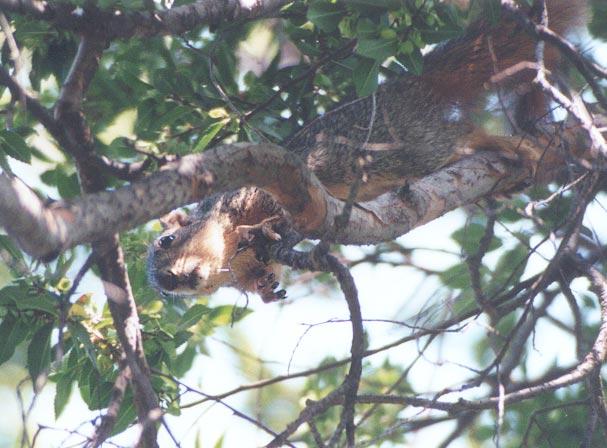 treeskwerl5-Western Grey Squirrel-by Gregg Elogvich.jpg