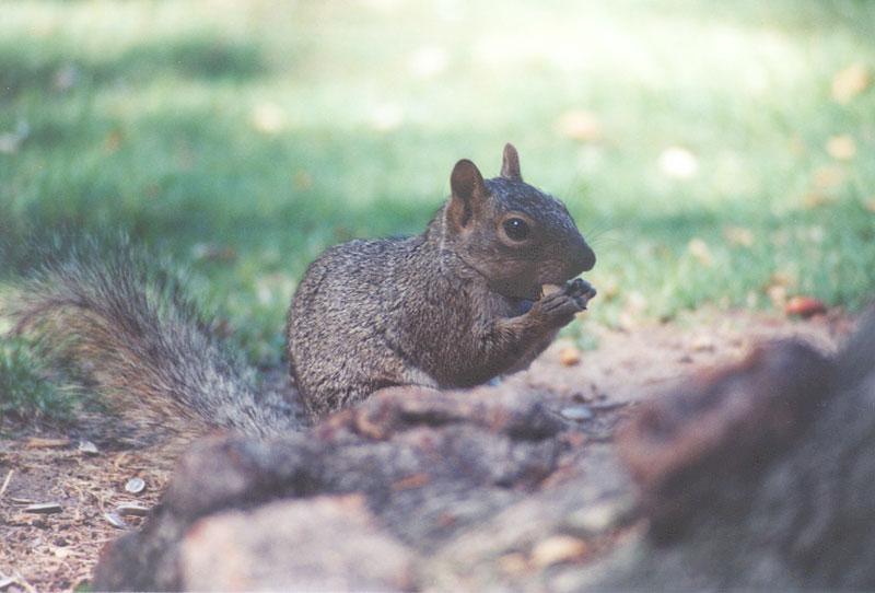 treeskwerl6-Western Grey Squirrel-by Gregg Elogvich.jpg