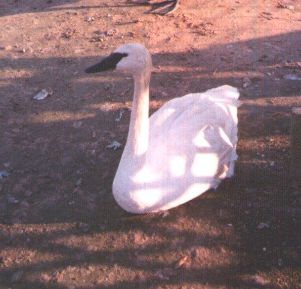 trumpeter swan-sitting on ground-by Dan Cowell.jpg