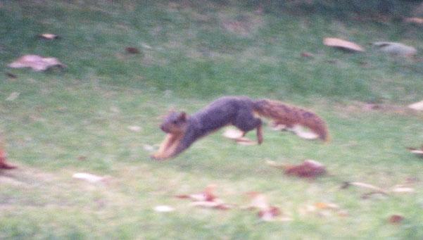 twitchy3-Fox Squirrel-by Gregg Elovich.jpg