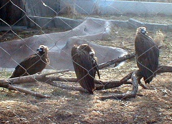 vultures1-Eurasian Black Vultures-male trio-in cage-by Lara deVries.jpg