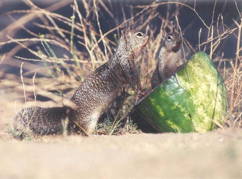 w skwerl9-California Ground Squirrels-by Gregg Elovich.jpg