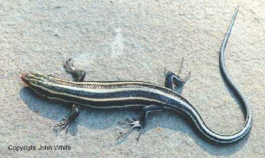 web5line01-Five-lined Skink Lizard-closeup-by John White.jpg