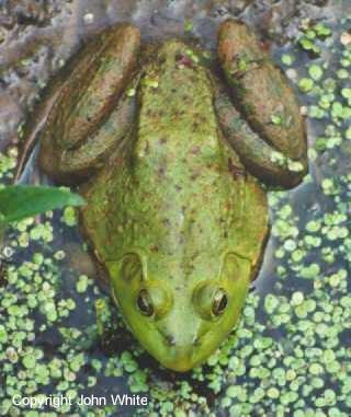 webbull01-Bullfrog-on water surface-closeup-by John White.jpg
