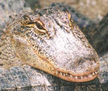 webgator08-American Alligator-face closeup-by John White.jpg