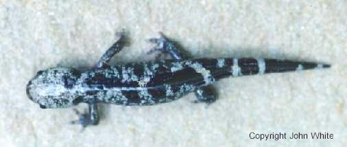 webmsal01-Marbled Salamander-closeup-by John White.jpg