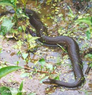 webnwater03-Northern Water Snake-crawling on swamp-by John White.jpg