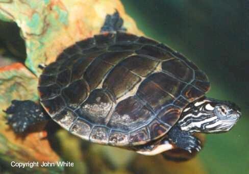 webpaint01-Painted Turtle-swmming-closeup-by John White.jpg