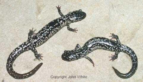 webslsal01-Northern Slimy Salamanders-pair-by John White.jpg