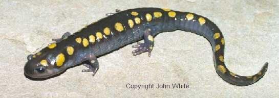 webssal01-Spotted Salamander-closeup-by John White.jpg