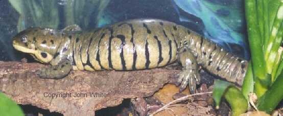 webtiger01-Tiger Salamander-closeup-by John White.jpg