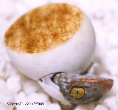 webtokay01-Tokay Gecko-hatching young-closeup-by John White.jpg