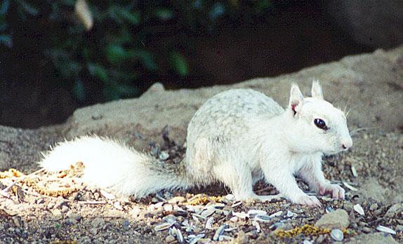 white1-California Ground Squirrel-by Gregg Elovich.jpg