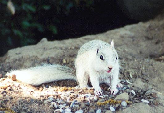 white2-California Ground Squirrel-by Gregg Elovich.jpg