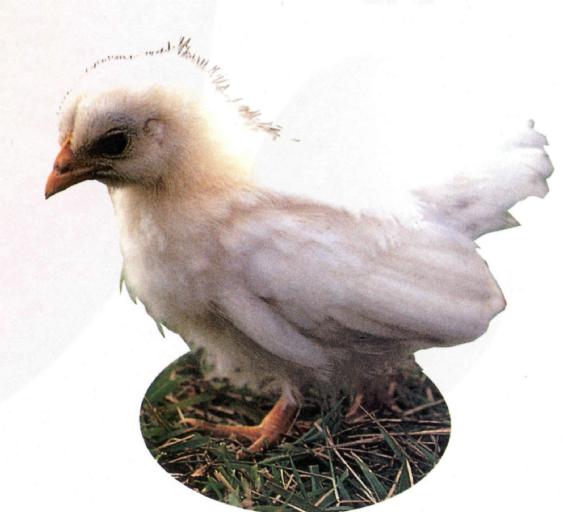 white2-Domestic Chicken J04-baby.jpg