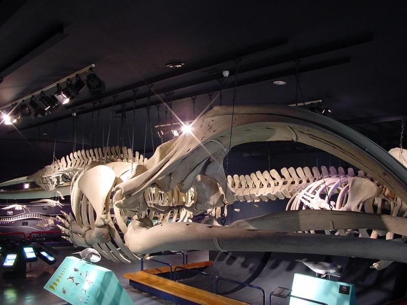 000916-Walvis skelet3-Whale Skeleton-by Philippe Stroobandt.jpg
