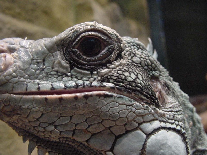 001015-Leguaan Eye-to-eye-Common Iguana-by Philippe Stroobandt.jpg