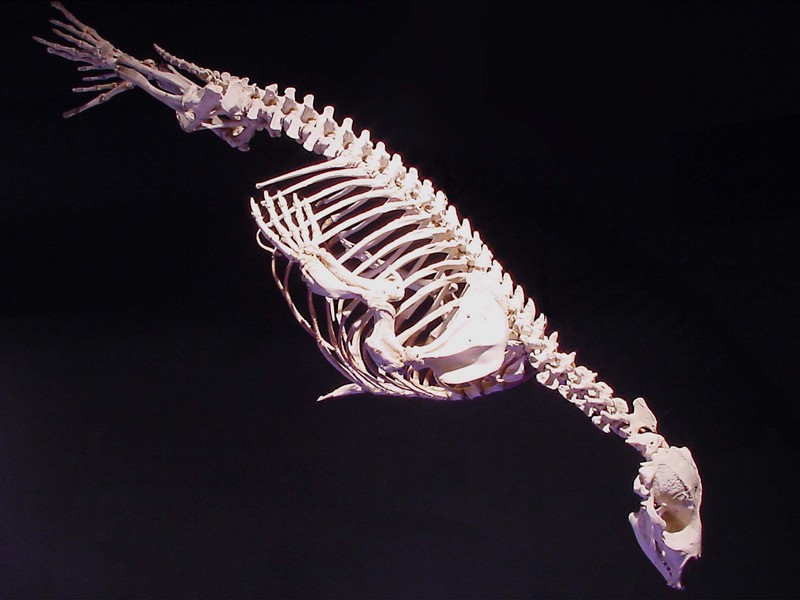001102-Groenlandse Zeehond-Greenland Seal skeleton-by Philippe Stroobandt.jpg