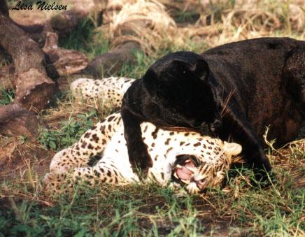 103-12a-a Black n a normal-leopards-playing-by Lisa Purcell.jpg