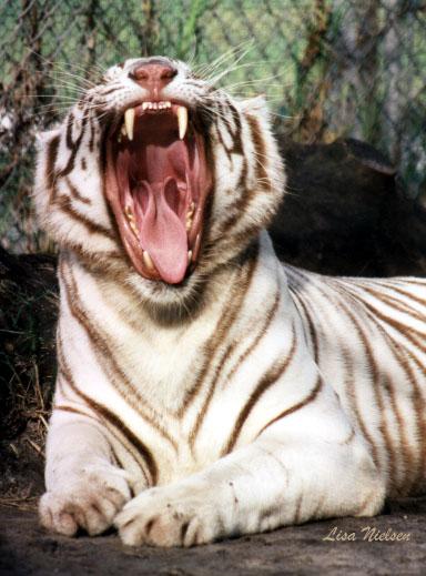 103-16a-White Tiger-big yawning-by Lisa Purcell.jpg